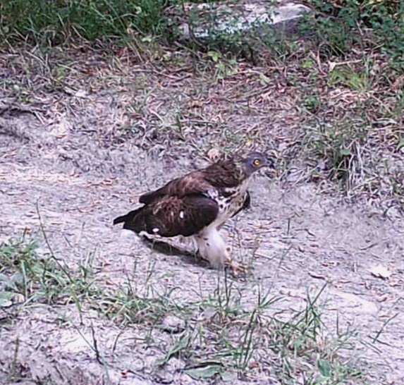 Identificazione rapace